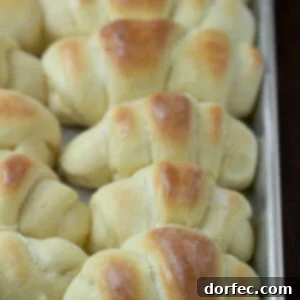 This is the world's best homemade rolls recipe, also known as the best dang rolls we have ever shoved into our faces. They are awesome!