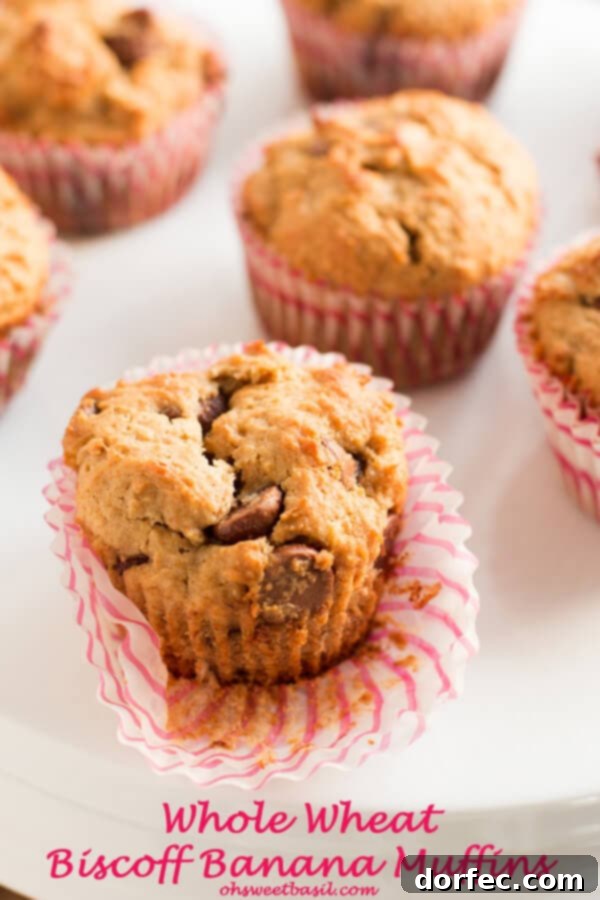 Delicious Whole Wheat Biscoff Banana Muffins with Chocolate Chips - A Family Favorite Recipe from OhSweetBasil.com
