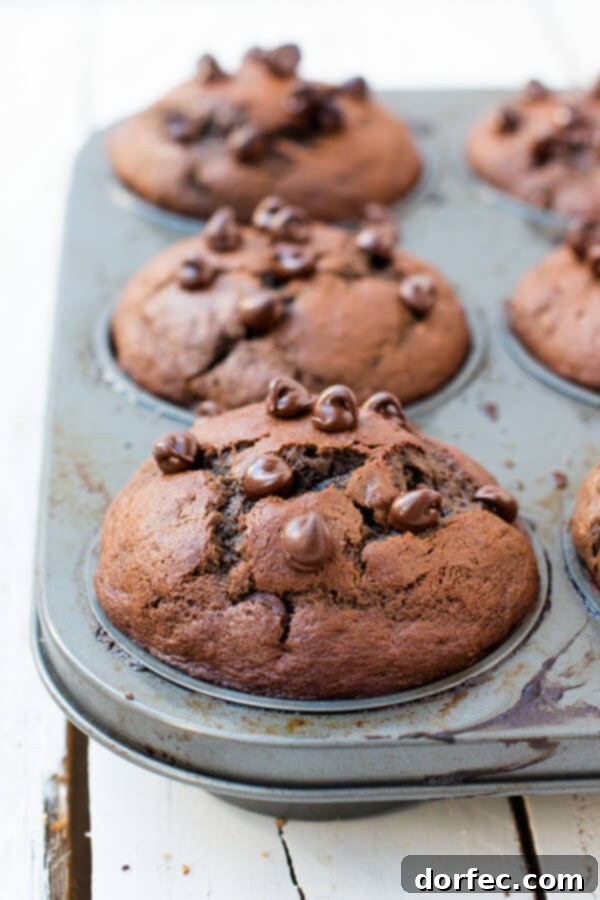 The Best Double Chocolate Banana Muffins Recipe A muffin tin full of freshly baked double chocolate banana muffins, each crowned with glistening chocolate chips.