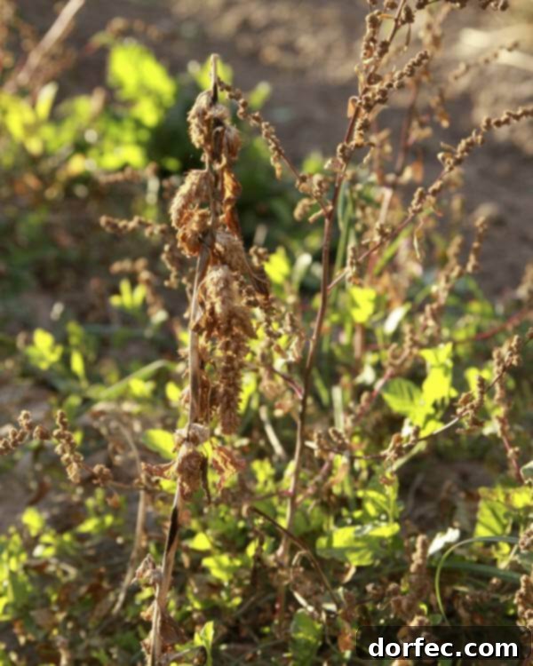 Key Steps for Successful Winter Garden Preparation A gardener diligently working in the garden during fall, demonstrating essential steps to prepare for winter, such as weeding and tilling.