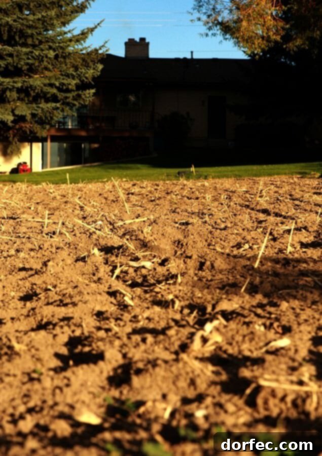 Tilling and Watering: Foundation of a Fertile Winter Garden Close-up of freshly tilled garden soil, rich and dark, signifying readiness for winter and nutrient absorption.