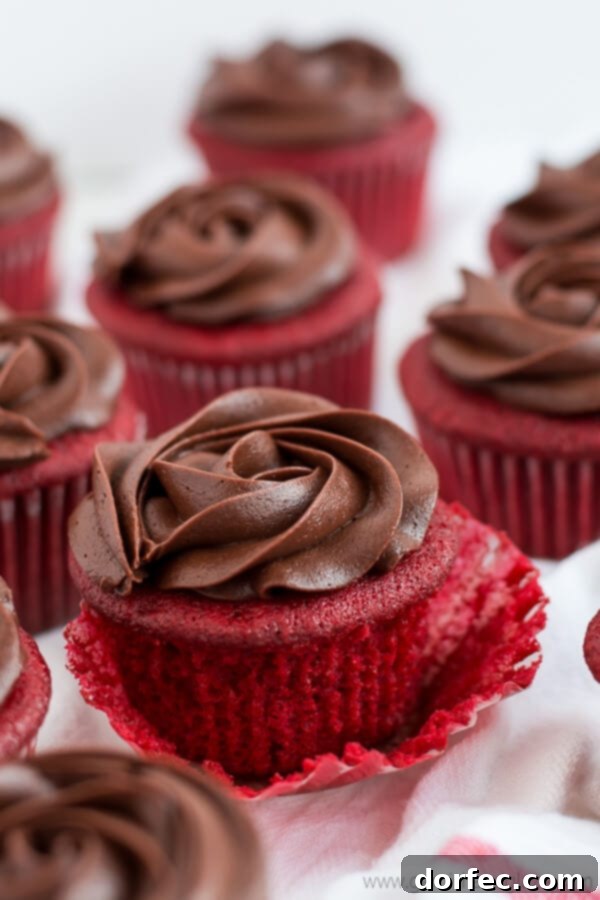Elegant Chocolate Rose Cupcakes Chocolate Rose Red Velvet Cupcakes ready to be served, showcasing the elegant frosting design.