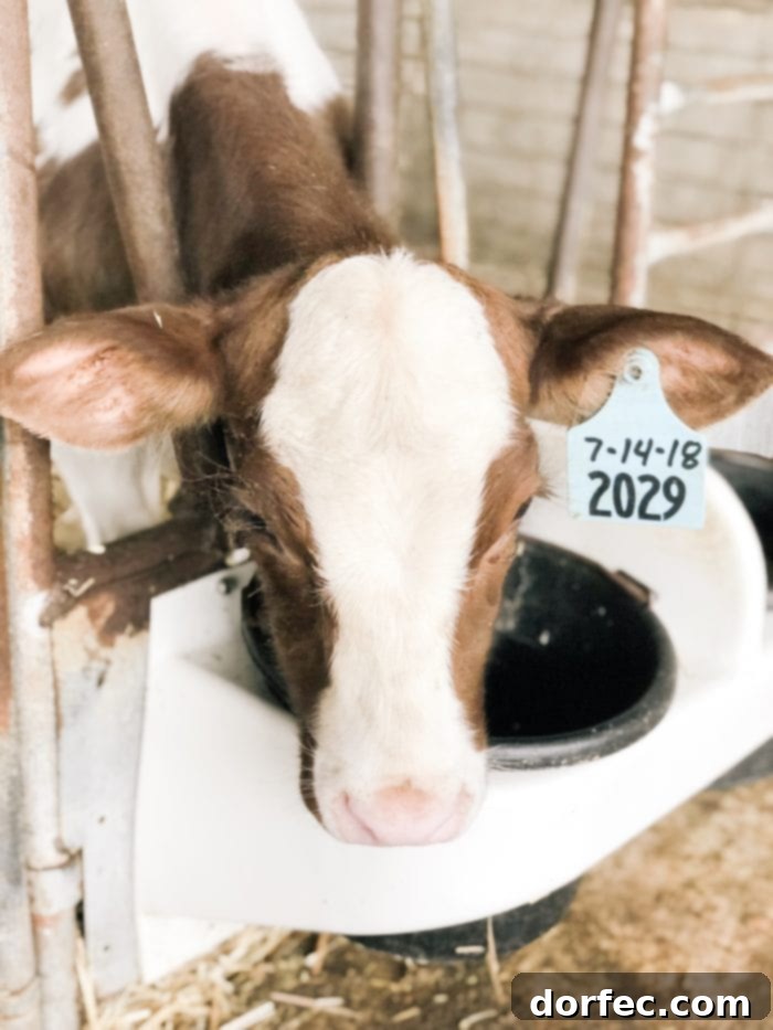 Adorable baby calf at a Tillamook dairy farm