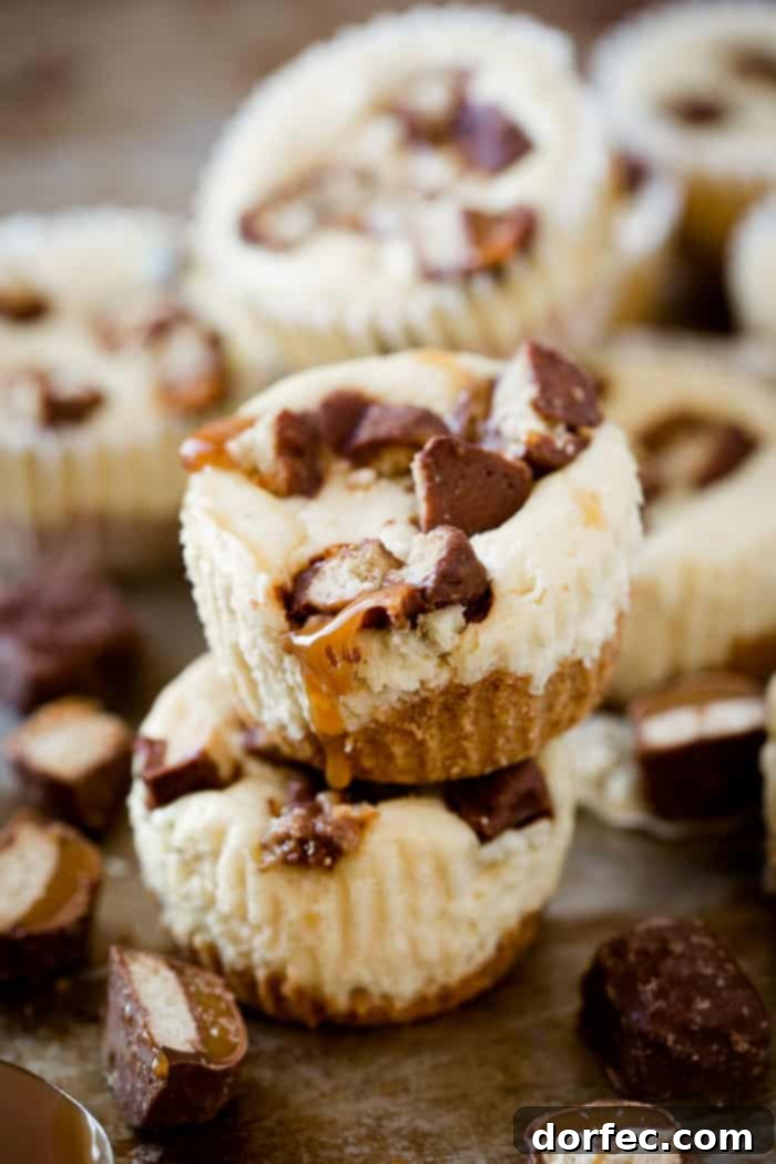 These little mini Twix Caramel cheesecakes are the easiest cheesecakes ever. You don't need a water bath, long list of ingredients or even much time. They are super easy to whip together and the majority of the time is actually just spent in the fridge! ohsweetbasil.com
