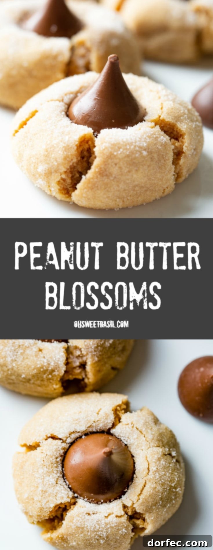 A vibrant, high-angle shot of a single Peanut Butter Blossom cookie, perfectly showcasing its texture, sugar coating, and the iconic Hershey's Kiss.