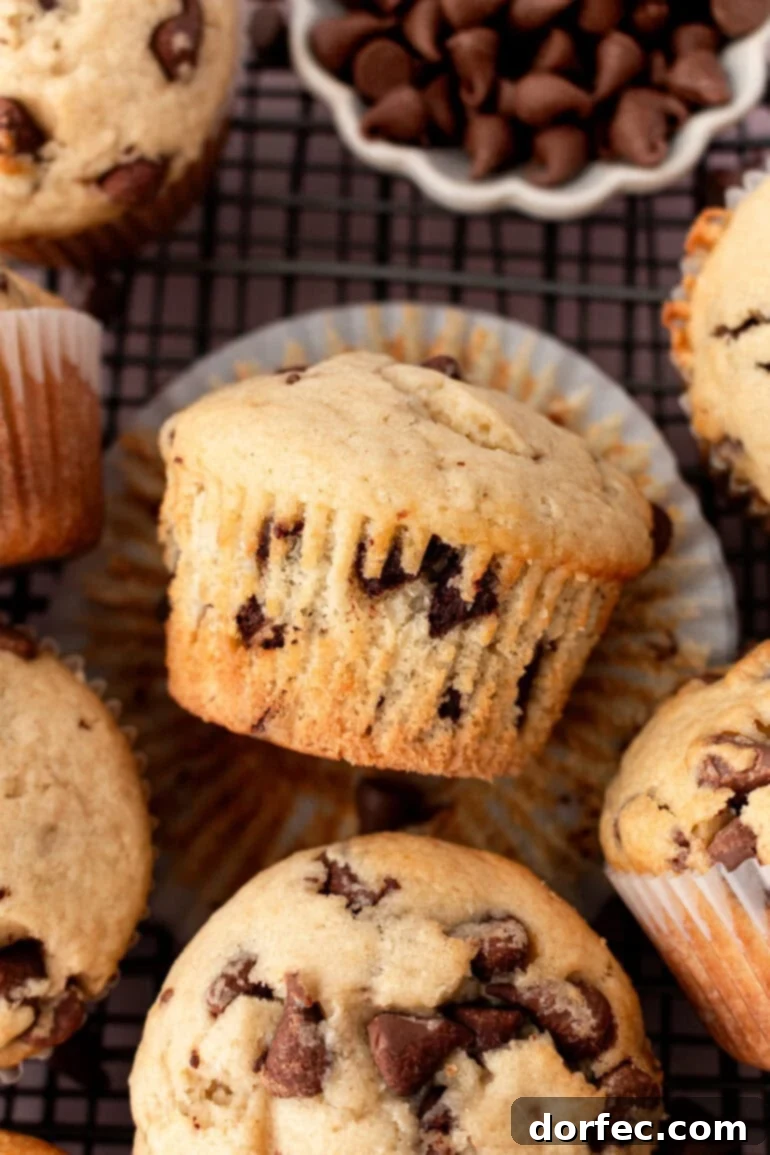 Bakery Style Chocolate Chip Muffins 9 A perfectly baked chocolate chip cookie muffin lying on its side, revealing its soft interior and melted chocolate, surrounded by other golden muffins.