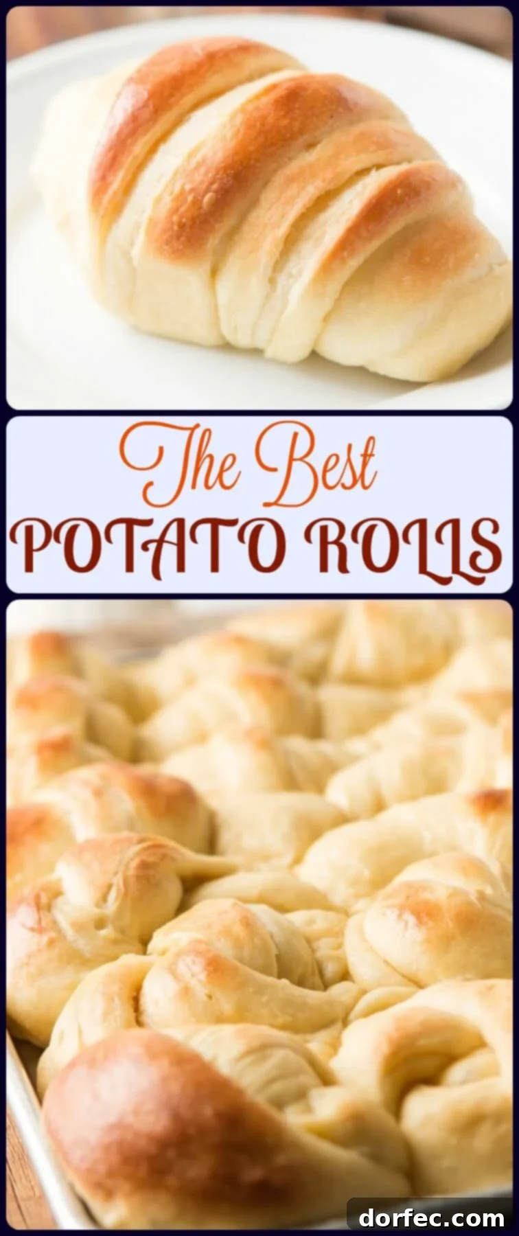 Delicious Potato Rolls: A Baker's Guide 10 A large batch of freshly baked, golden-brown no-knead potato rolls.