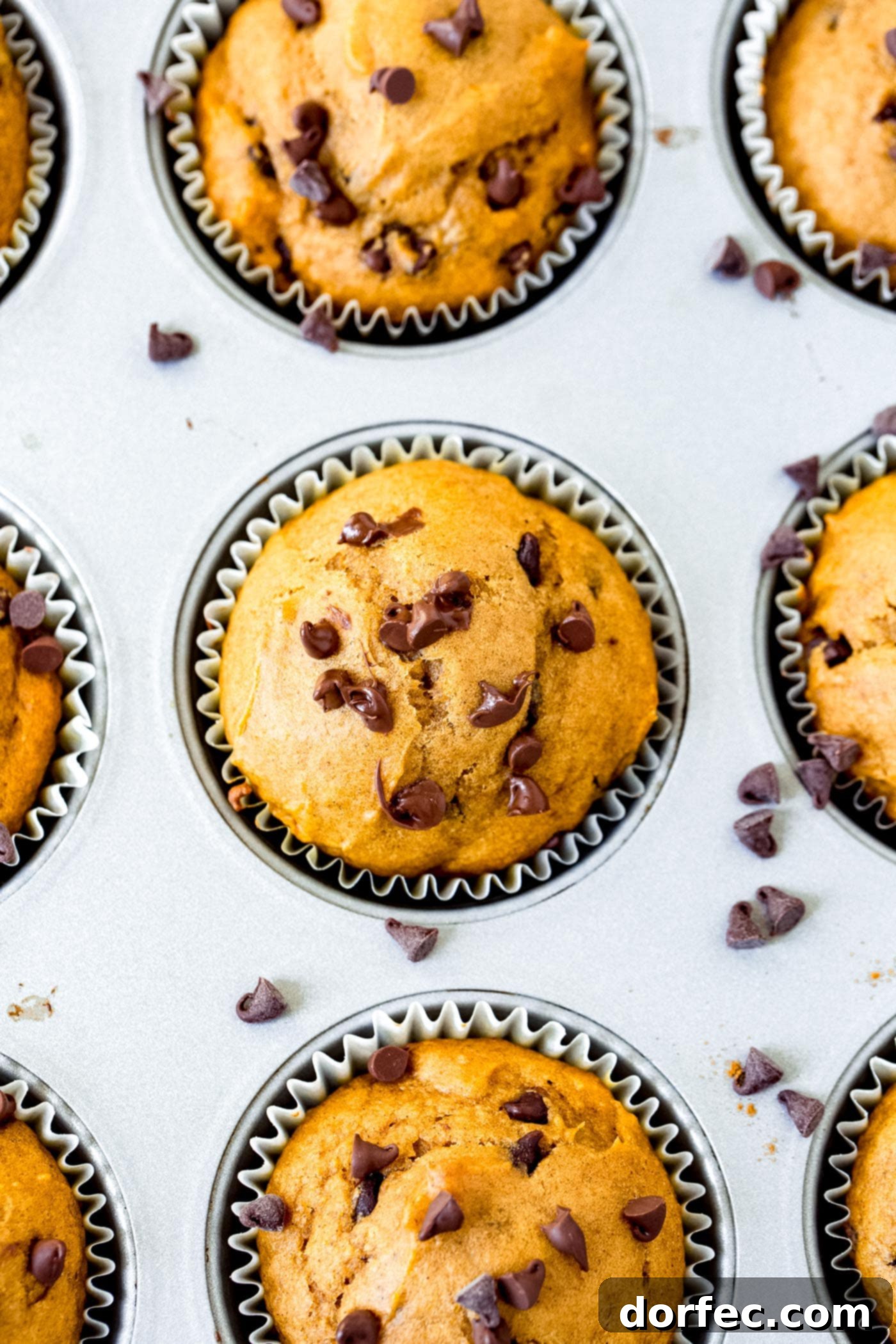 Chocolate Chip Pumpkin Muffins with a Golden Top A top-down view of a freshly baked chocolate chip pumpkin muffin, showcasing melted mini chocolate chips and a soft, inviting texture.