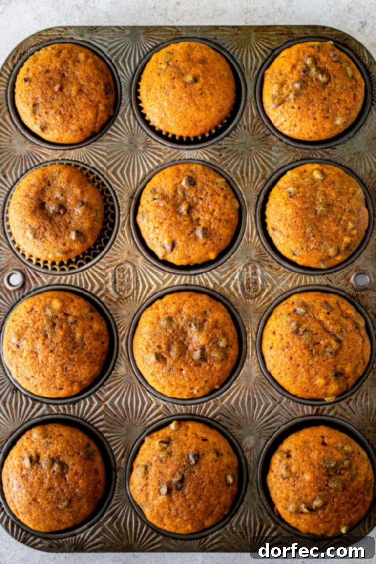 a photo taken over the top of a cupcake pan full of baked chocolate chip pumpkin cupcakes