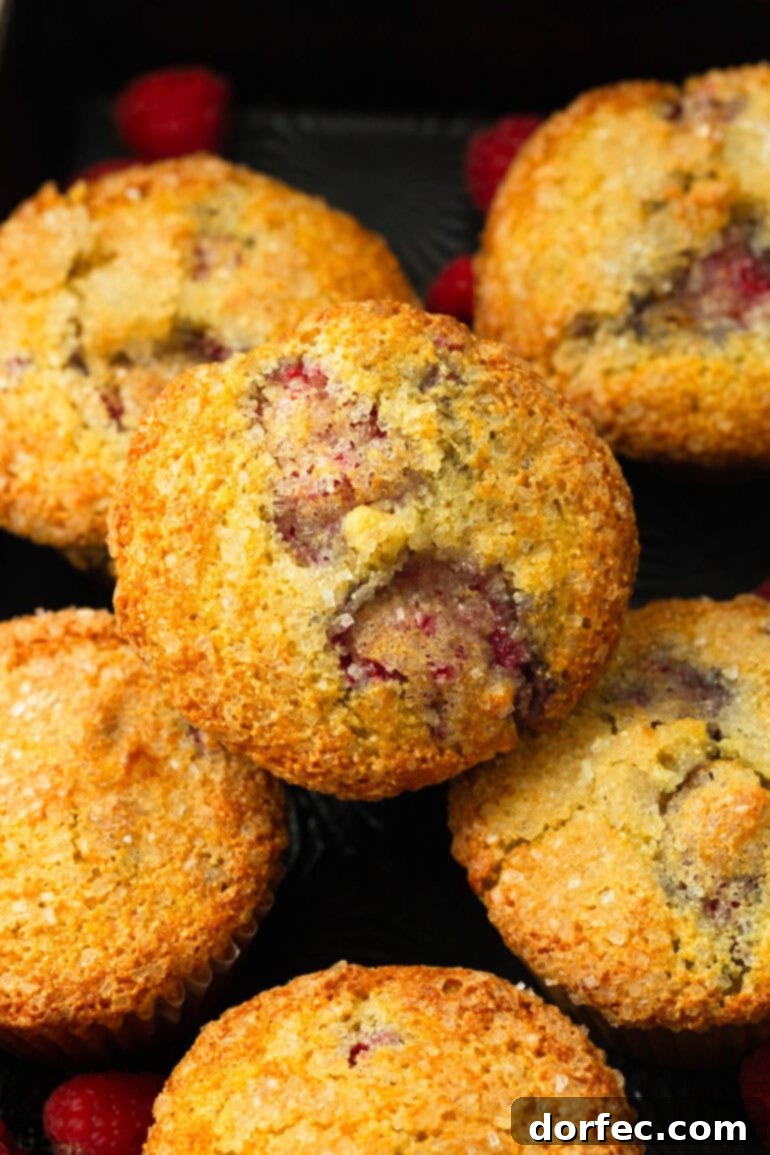 A close-up of several Cream of Wheat Raspberry Muffins, showcasing the abundance of whole raspberries baked into their golden crumb.