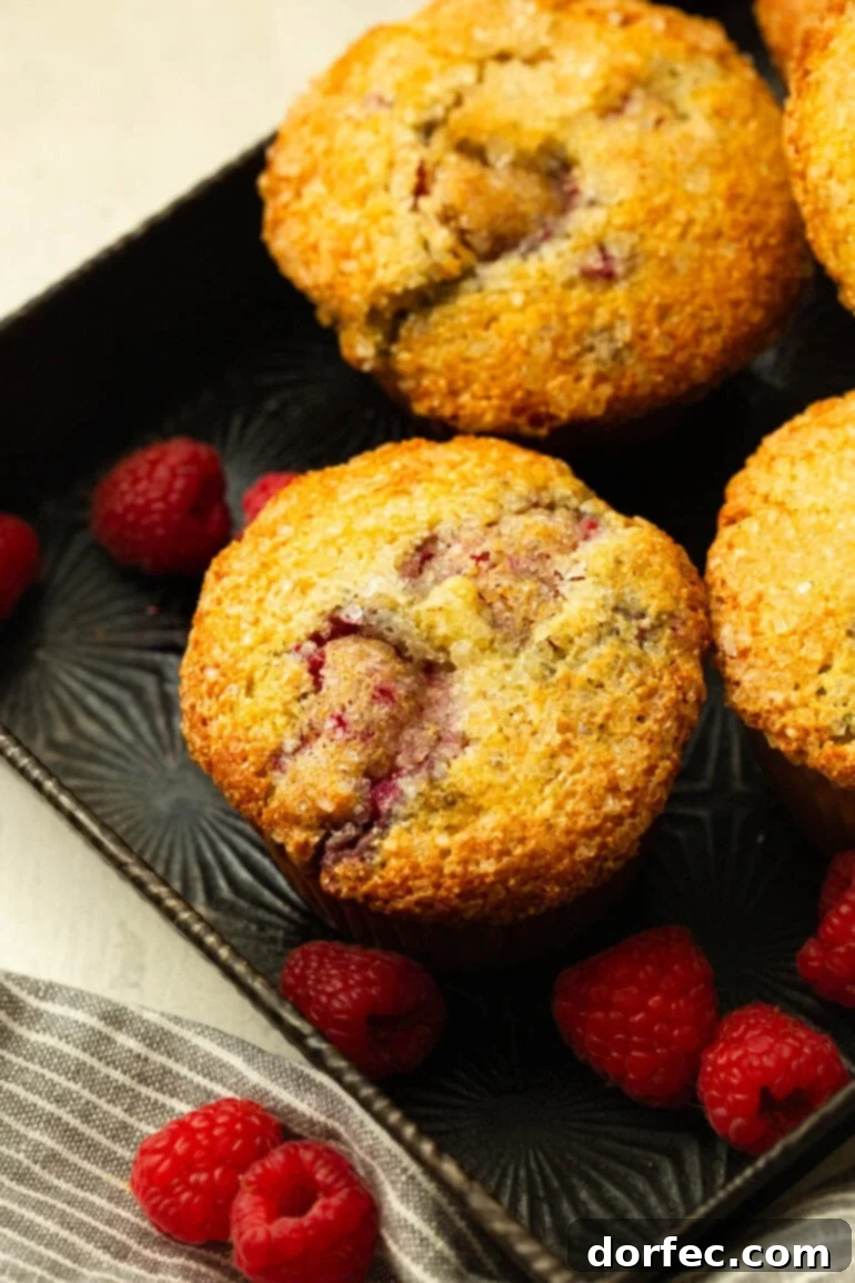 A serving tray displaying several baked Cream of Wheat Raspberry Muffins, topped with sparkling turbinado sugar, surrounded by fresh raspberries.